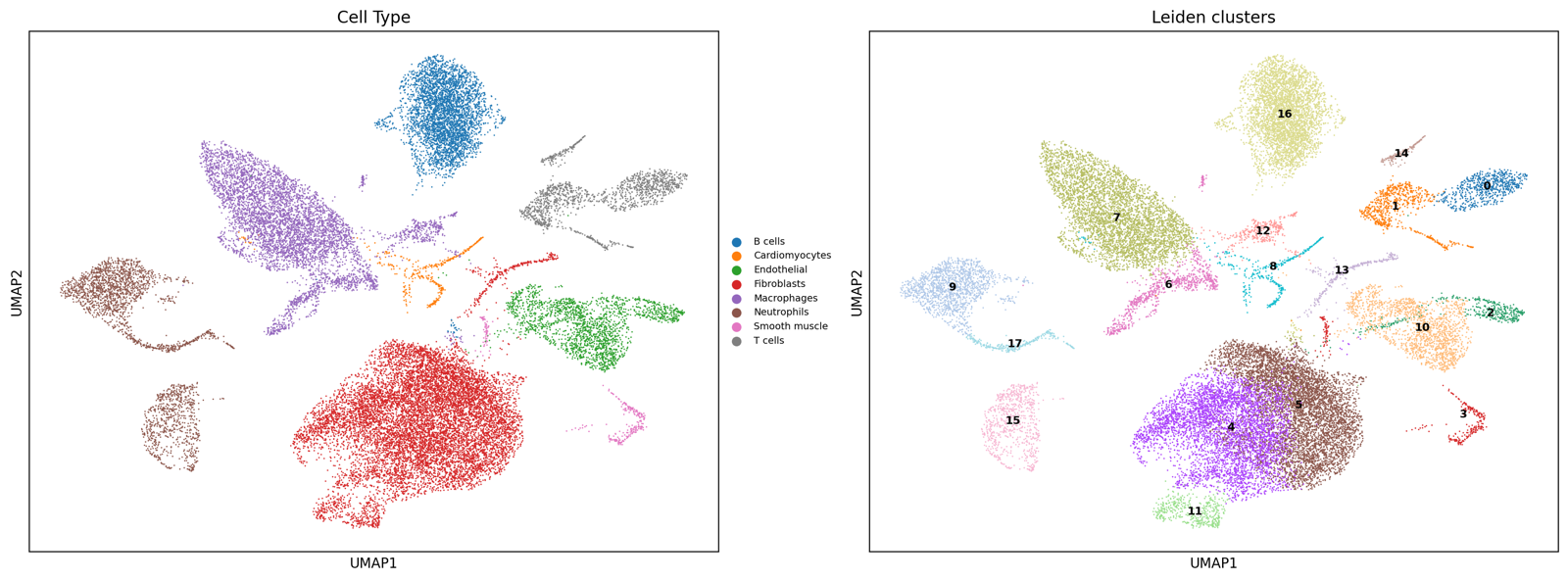 UMAP of 27,146 mouse heart cells coloured by annotated cell type