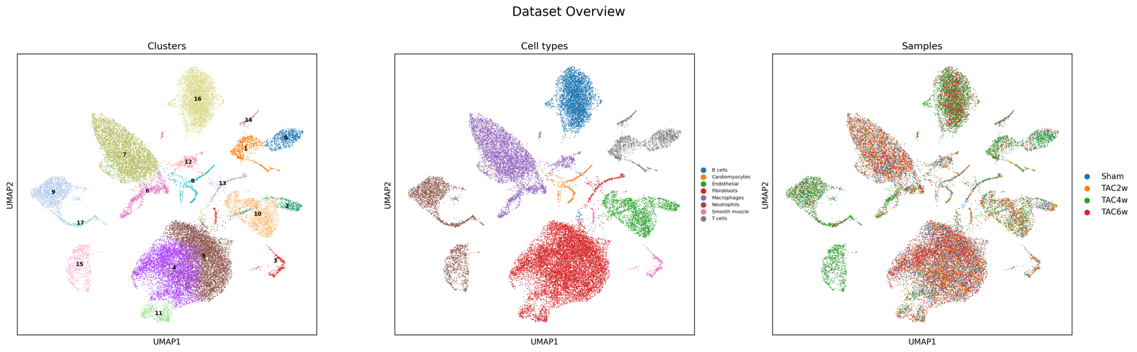 UMAP of 27,000 mouse heart cells coloured by Leiden cluster
