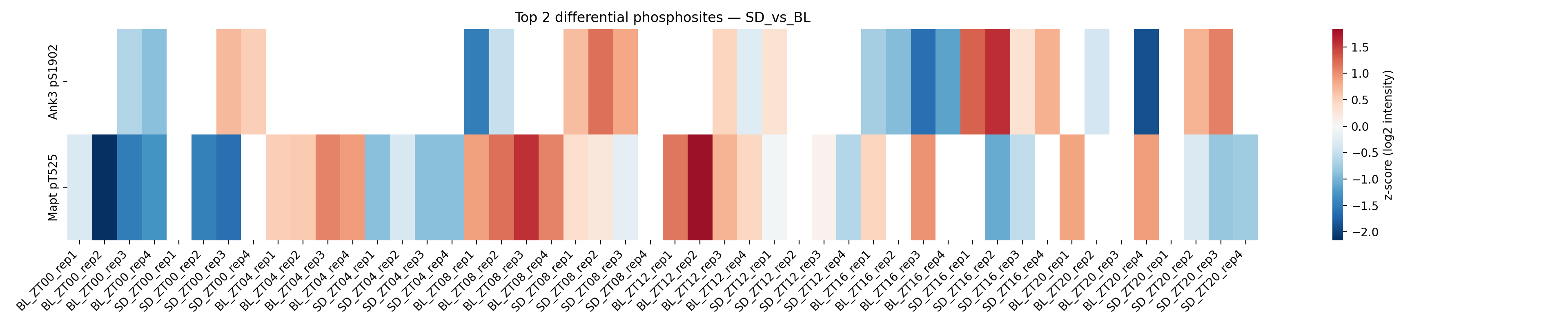 Heatmap of top regulated phosphosites between sleep-deprived and baseline synaptosomes